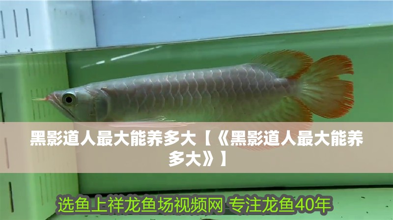 黑影道人最大能養多大【《黑影道人最大能養多大》】