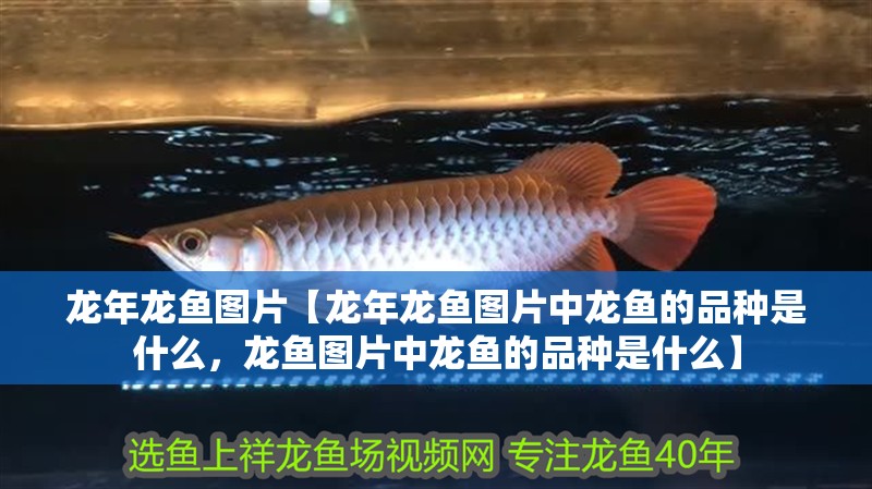 龍年龍魚圖片【龍年龍魚圖片中龍魚的品種是什么，龍魚圖片中龍魚的品種是什么】 龍年龍魚圖片【龍年龍魚圖片中龍魚的品種是什么，龍魚圖片中龍魚的品種是什么】 水族問答