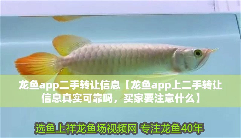 龍魚app二手轉讓信息【龍魚app上二手轉讓信息真實可靠嗎，買家要注意什么】