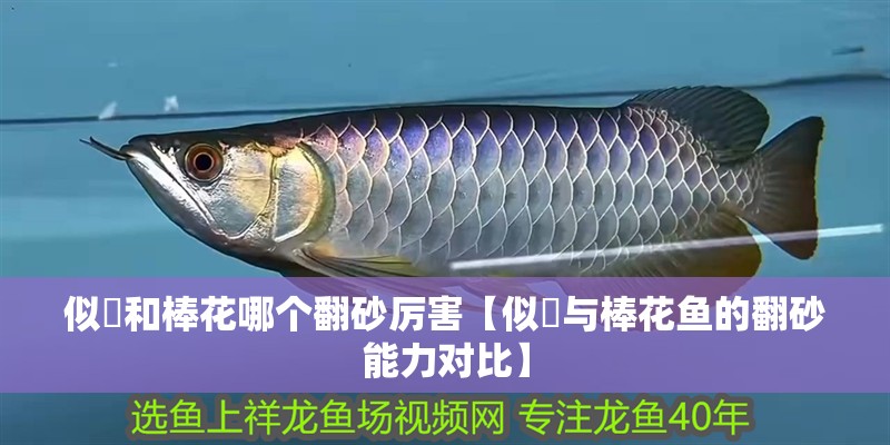 似鮈和棒花哪個(gè)翻砂厲害【似鮈與棒花魚的翻砂能力對(duì)比】