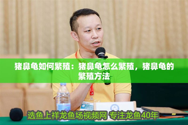 豬鼻龜如何繁殖：豬鼻龜怎么繁殖，豬鼻龜?shù)姆敝撤椒? title=