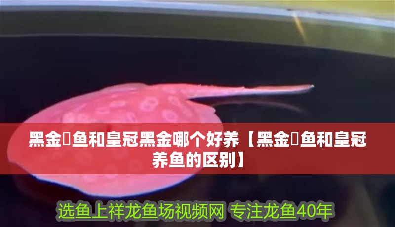 黑金魟魚和皇冠黑金哪個好養【黑金魟魚和皇冠養魚的區別】