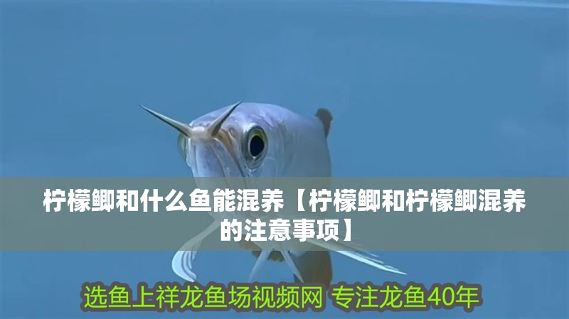 檸檬鯽和什么魚能混養【檸檬鯽和檸檬鯽混養的注意事項】