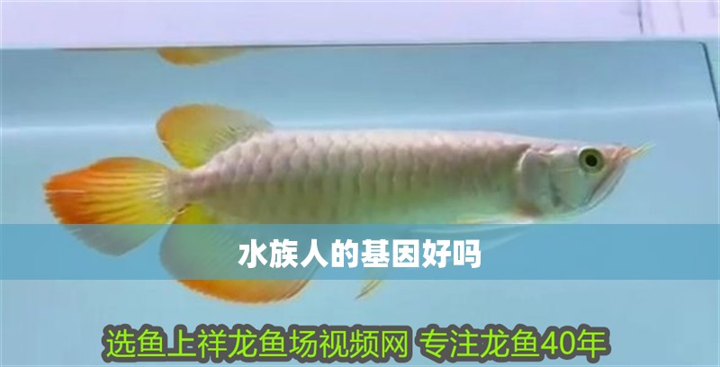 水族人的基因好嗎