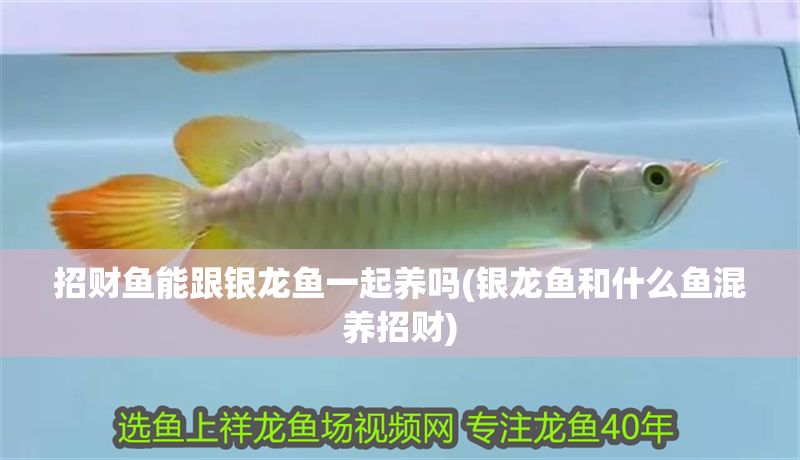 招財魚能跟銀龍魚一起養嗎(銀龍魚和什么魚混養招財)