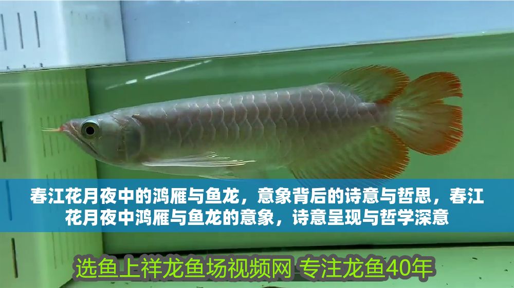 春江花月夜中的鴻雁與魚(yú)龍，意象背后的詩(shī)意與哲思，春江花月夜中鴻雁與魚(yú)龍的意象，詩(shī)意呈現(xiàn)與哲學(xué)深意