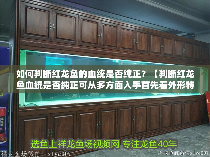 如何判斷紅龍魚的血統是否純正？【判斷紅龍魚血統是否純正可從多方面入手首先看外形特征】 如何判斷紅龍魚的血統是否純正？【判斷紅龍魚血統是否純正可從多方面入手首先看外形特征】 龍魚百科