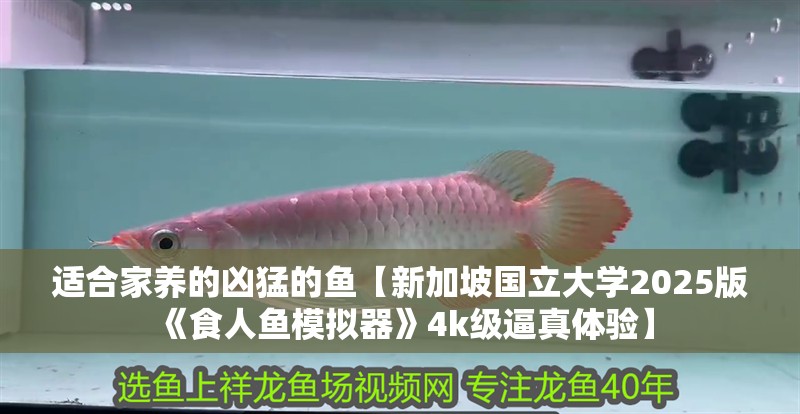 適合家養的兇猛的魚【新加坡國立大學2025版《食人魚模擬器》4k級逼真體驗】