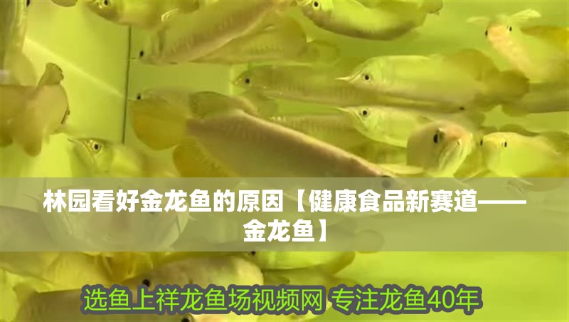林園看好金龍魚的原因【健康食品新賽道——金龍魚】