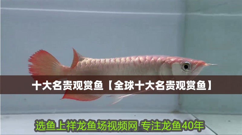 十<strong><mark>大名</mark></strong>貴觀賞魚【全球十<strong><mark>大名</mark></strong>貴觀賞魚】