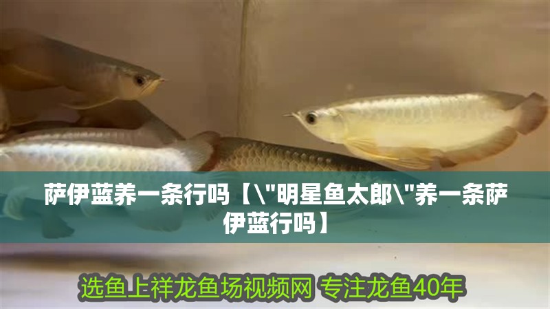 薩伊藍(lán)養(yǎng)一條行嗎【\