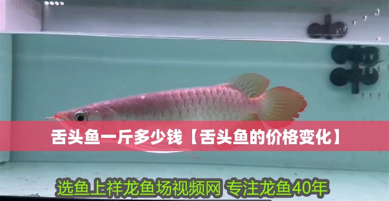 舌頭魚一斤多少錢【舌頭魚的價格變化】