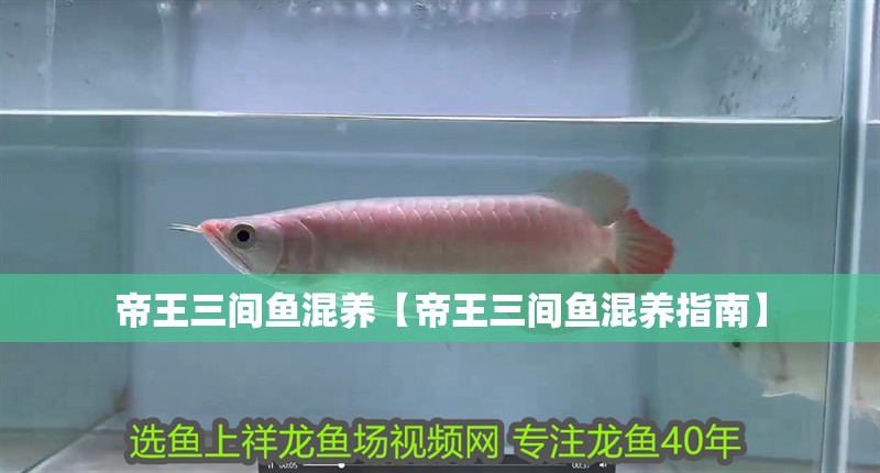 帝王三間魚混養(yǎng)【帝王三間魚混養(yǎng)指南】 帝王三間魚混養(yǎng)【帝王三間魚混養(yǎng)指南】 龍魚論壇