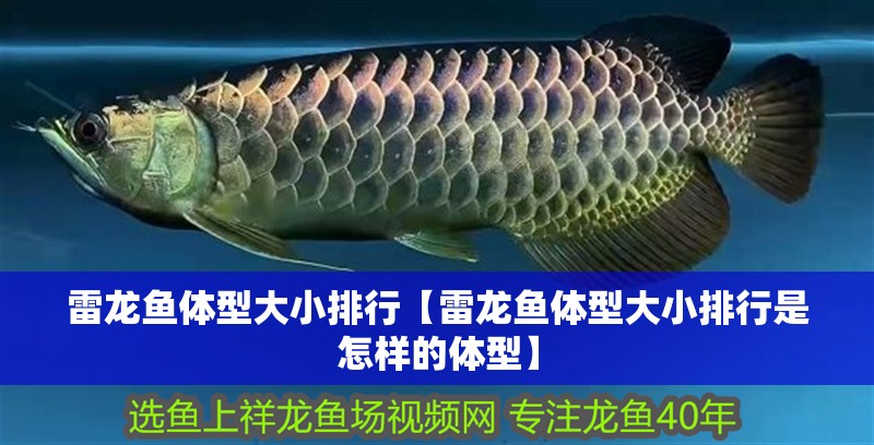 雷龍魚體型大小排行【雷龍魚體型大小排行是怎樣的體型】