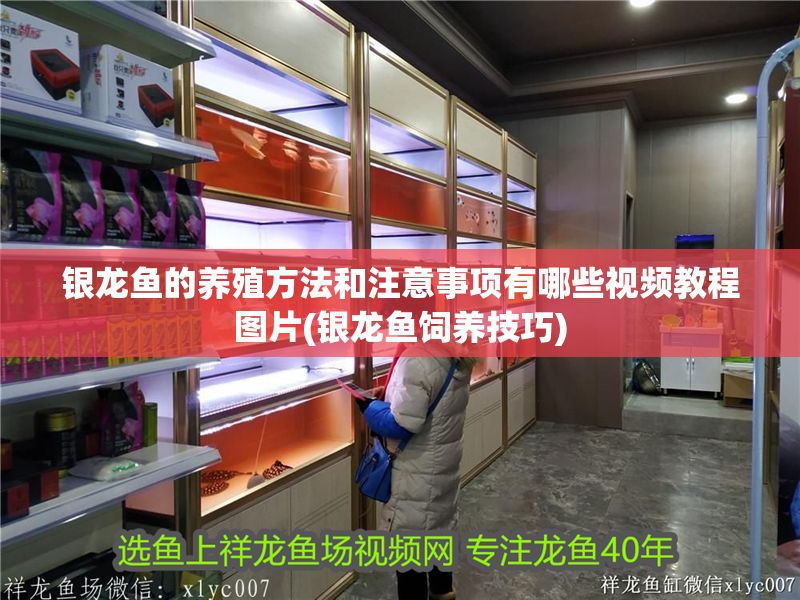 銀龍魚的養(yǎng)殖方法和注意事項(xiàng)有哪些視頻教程圖片(銀龍魚飼養(yǎng)技巧) 銀龍魚的養(yǎng)殖方法和注意事項(xiàng)有哪些視頻教程圖片(銀龍魚飼養(yǎng)技巧) 銀龍魚百科 第1張