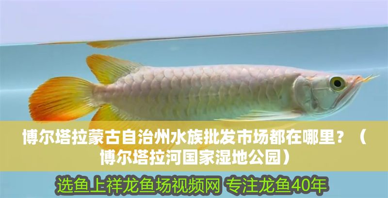 博爾塔拉蒙古自治州水族批發(fā)市場(chǎng)都在哪里？（博爾塔拉河國(guó)家濕地公園） 博爾塔拉蒙古自治州水族批發(fā)市場(chǎng)都在哪里？（博爾塔拉河國(guó)家濕地公園） 豬鼻龜百科 第1張