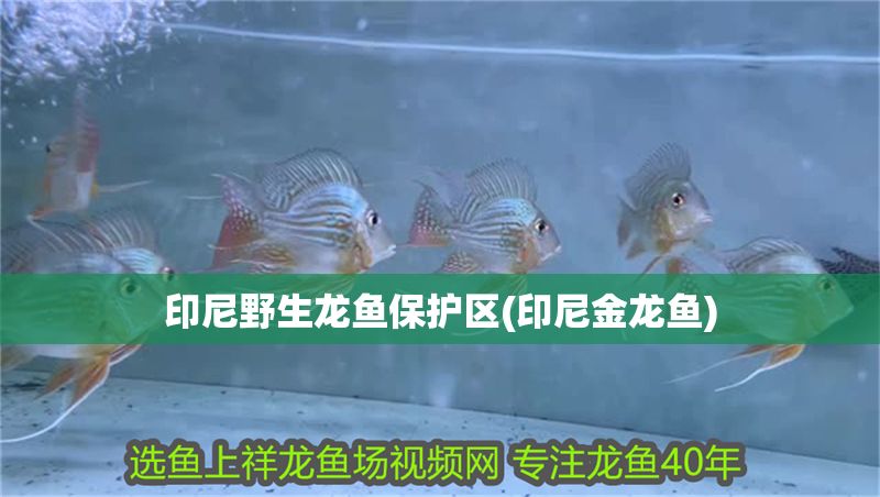印尼野生龍魚保護區(印尼金龍魚) 印尼野生龍魚保護區(印尼金龍魚) 黃金貓魚百科 第1張