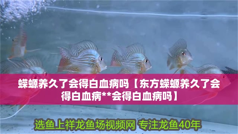 蠑螈養久了會得白血病嗎【東方蠑螈養久了會得白血病**會得白血病嗎】