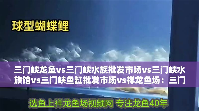 三門峽龍魚vs三門峽水族批發(fā)市場vs三門峽水族館vs三門峽魚缸批發(fā)市場vs祥龍魚場：三門峽地區(qū)的龍魚養(yǎng)殖市場