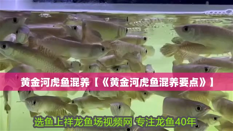 黃金河虎魚混養【《黃金河虎魚混養要點》】