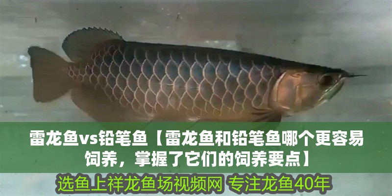 雷龍魚vs鉛筆魚【雷龍魚和鉛筆魚哪個更容易飼養(yǎng)，掌握了它們的飼養(yǎng)要點(diǎn)】 雷龍魚vs鉛筆魚【雷龍魚和鉛筆魚哪個更容易飼養(yǎng)，掌握了它們的飼養(yǎng)要點(diǎn)】 水族問答