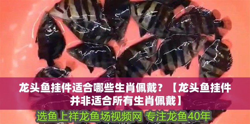 龍頭魚掛件適合哪些生肖佩戴？【龍頭魚掛件并非適合所有生肖佩戴】