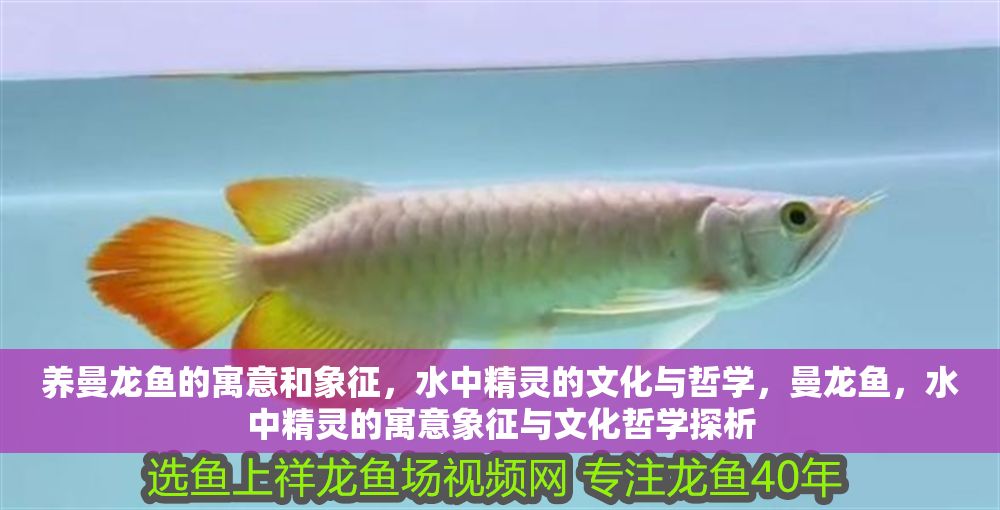 養(yǎng)曼龍魚的寓意和象征，水中精靈的文化與哲學，曼龍魚，水中精靈的寓意象征與文化哲學探析