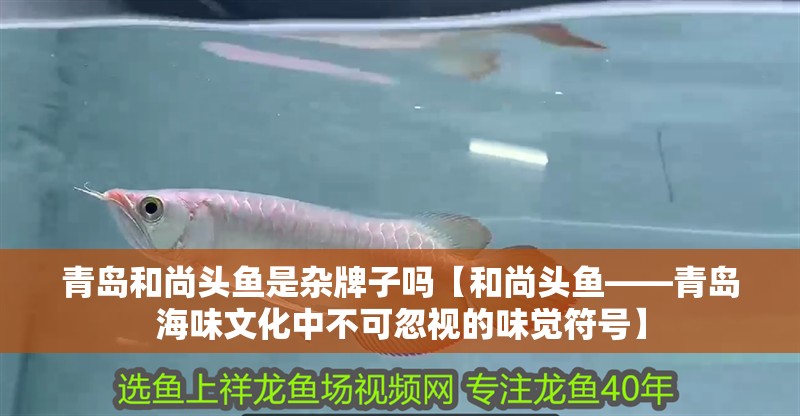 青島和尚頭魚是雜牌子嗎【和尚頭魚——青島海味文化中不可忽視的味覺符號】