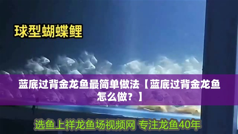 藍底過背金龍魚最簡單做法【藍底過背金龍魚怎么做？】