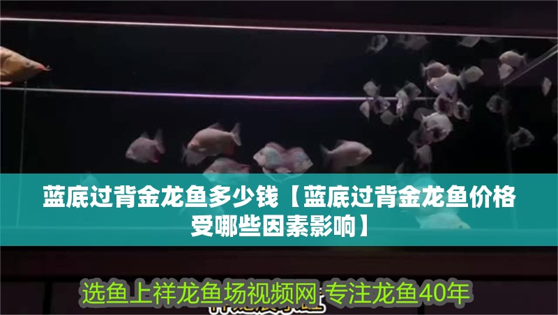 藍底過背金龍魚多少錢【藍底過背金龍魚價格受哪些因素影響】 藍底過背金龍魚多少錢【藍底過背金龍魚價格受哪些因素影響】 水族問答