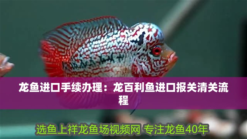龍魚(yú)進(jìn)口手續(xù)辦理：龍百利魚(yú)進(jìn)口報(bào)關(guān)清關(guān)流程