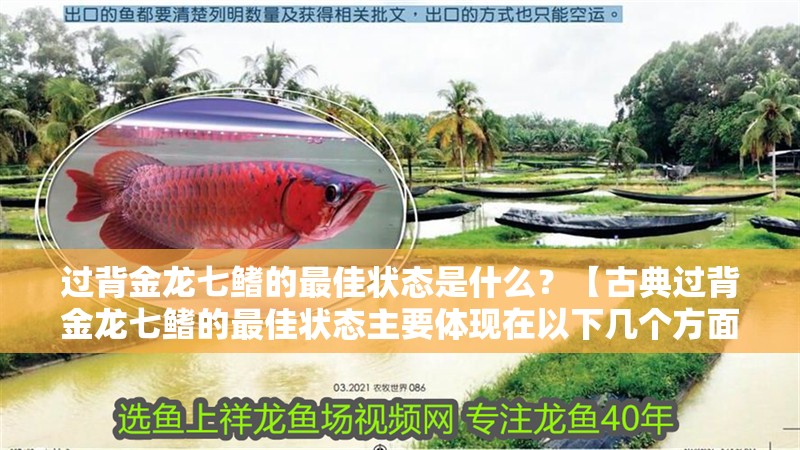 過背金龍七鰭的最佳狀態是什么？【古典過背金龍七鰭的最佳狀態主要體現在以下幾個方面】 過背金龍七鰭的最佳狀態是什么？【古典過背金龍七鰭的最佳狀態主要體現在以下幾個方面】 龍魚百科