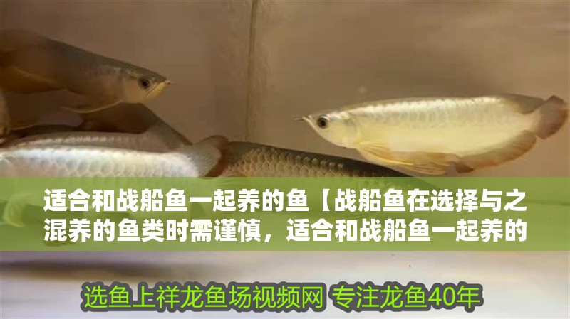 適合和戰船魚一起養的魚【戰船魚在選擇與之混養的魚類時需謹慎，適合和戰船魚一起養的魚類】 適合和戰船魚一起養的魚【戰船魚在選擇與之混養的魚類時需謹慎，適合和戰船魚一起養的魚類】 龍魚論壇