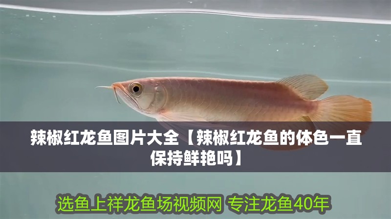 辣椒紅龍魚圖片大全【辣椒紅龍魚的體色一直保持鮮艷嗎】
