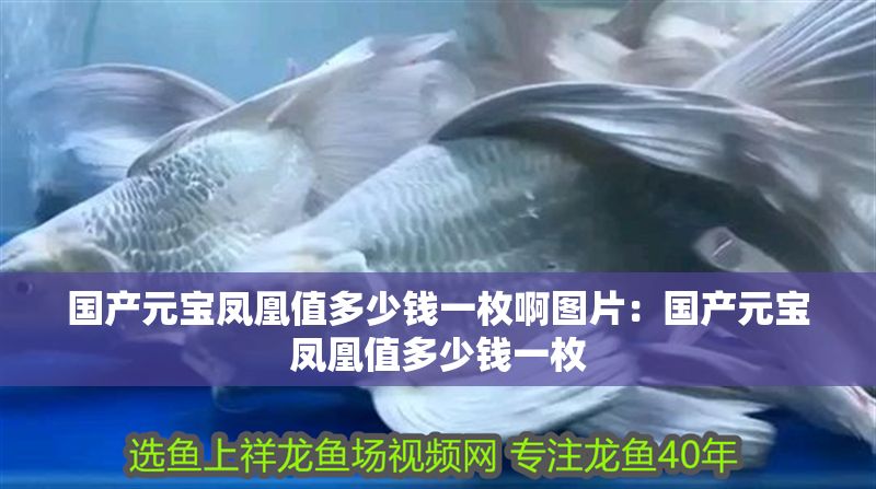 國產(chǎn)元寶鳳凰值多少錢一枚啊圖片：國產(chǎn)元寶鳳凰值多少錢一枚