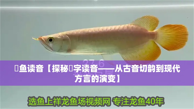 鸚鵡魚和銀龍魚混養(yǎng)怎樣喂食 魟魚讀音【探秘魟字讀音——從古音切韻到現(xiàn)代方言的演變】 龍魚論壇 魟魚讀音【探秘魟字讀音——從古音切韻到現(xiàn)代方言的演變】 魟魚讀音【探秘魟字讀音——從古音切韻到現(xiàn)代方言的演變】 龍魚論壇