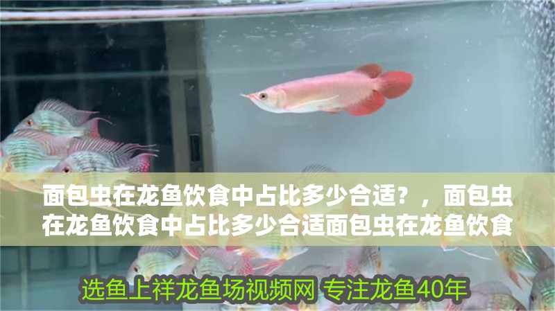 面包蟲在龍魚飲食中占比多少合適？，面包蟲在龍魚飲食中占比多少合適面包蟲在龍魚飲食中占比多少合適