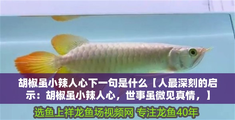 胡椒雖小辣人心下一句是什么【人最深刻的啟示：胡椒雖小辣人心，世事雖微見真情，】 胡椒雖小辣人心下一句是什么【人最深刻的啟示：胡椒雖小辣人心，世事雖微見真情，】 龍魚論壇