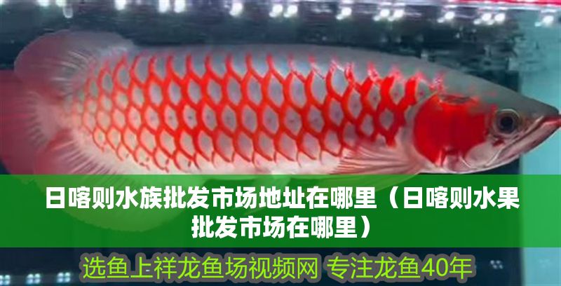 日喀則水族批發市場地址在哪里（日喀則水果批發市場在哪里）