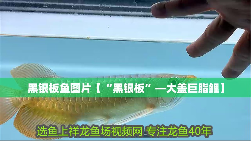 黑銀板魚圖片【“黑銀板”—大蓋巨脂鯉】