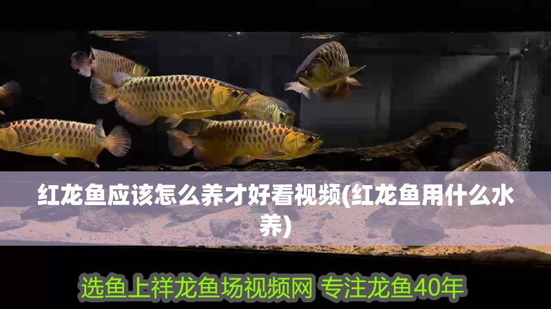 紅龍魚應該怎么養才好看視頻(紅龍魚用什么水養)