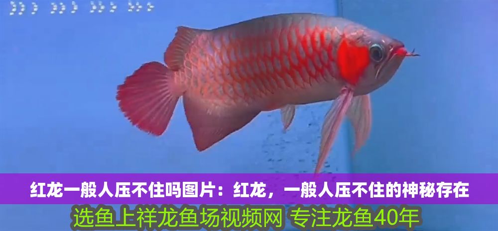 紅龍一般人壓不住嗎圖片：紅龍，一般人壓不住的神秘存在