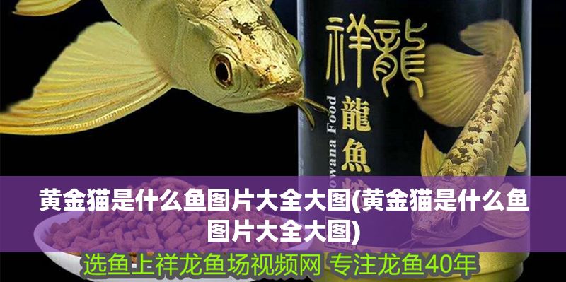 黃金貓是什么魚圖片大全大圖(黃金貓是什么魚圖片大全大圖)