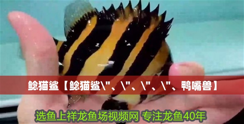 鯰貓鯊【鯰貓鯊\