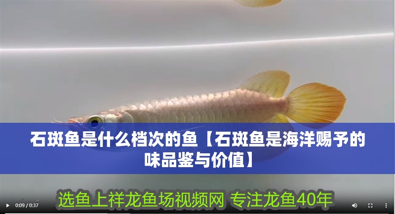 石斑魚是什么檔次的魚【石斑魚是海洋賜予的味品鑒與價值】
