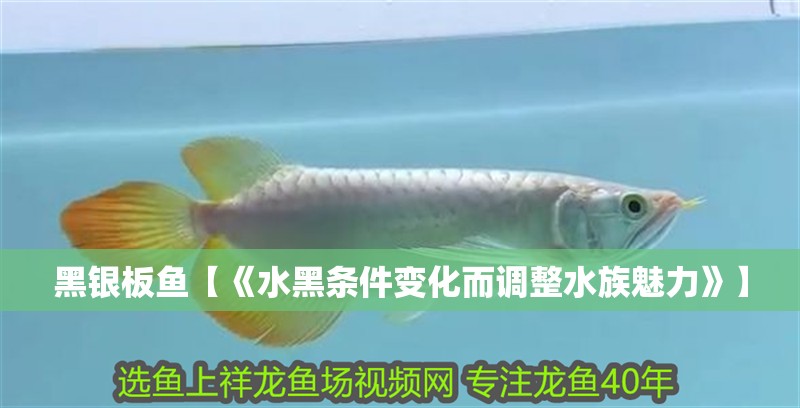 黑銀板魚【《水黑條件變化而調整水族魅力》】