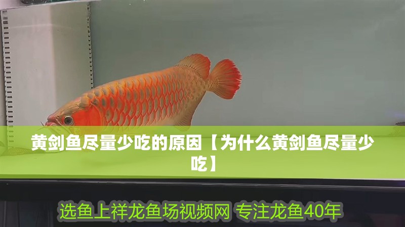 黃劍魚盡量少吃的原因【為什么黃劍魚盡量少吃】