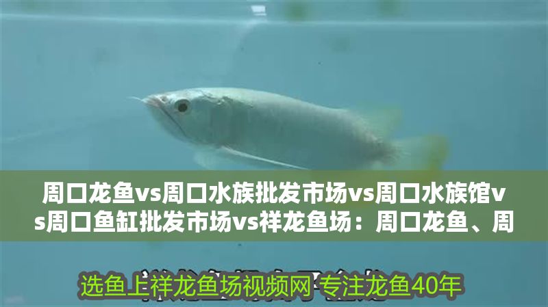 周口龍魚vs周口水族批發市場vs周口水族館vs周口魚缸批發市場vs祥龍魚場：周口龍魚、周口水族批發市場、周口魚缸批發市場和祥龍魚場的相關信息