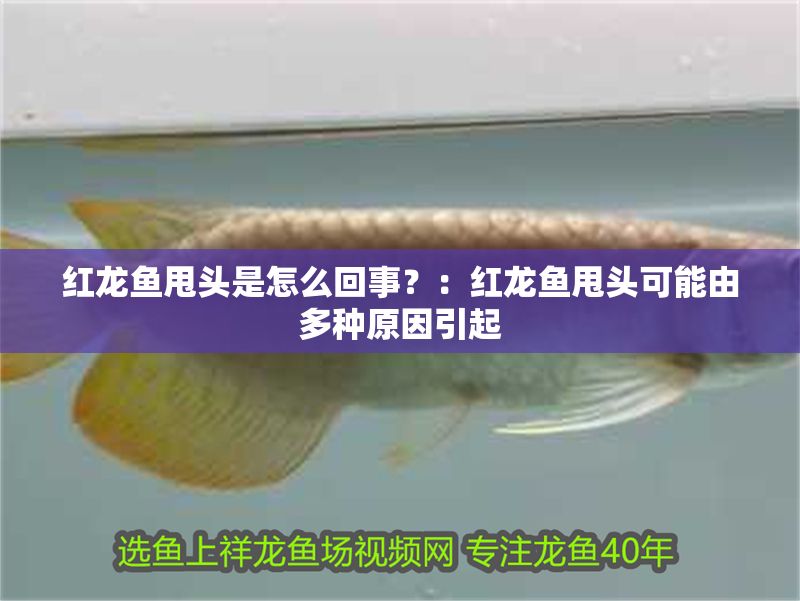紅龍魚甩頭是怎么回事？：紅龍魚甩頭可能由多種原因引起 紅龍魚甩頭是怎么回事？：紅龍魚甩頭可能由多種原因引起 紅龍魚百科 第1張
