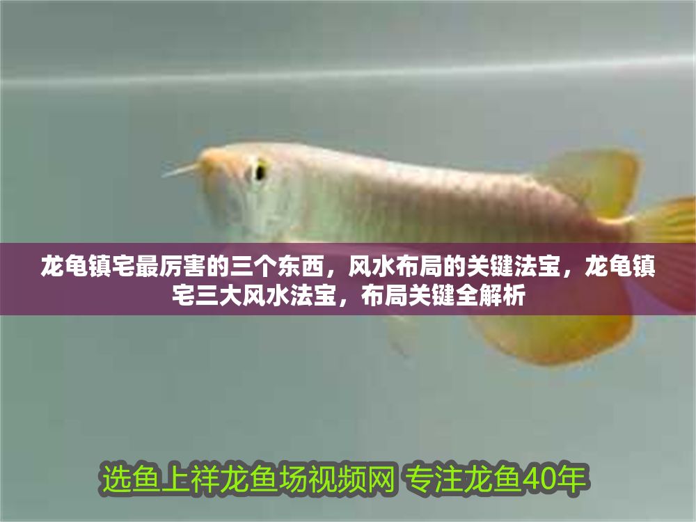 龍龜鎮(zhèn)宅最厲害的三個(gè)東西，風(fēng)水布局的關(guān)鍵法寶，龍龜鎮(zhèn)宅三大風(fēng)水法寶，布局關(guān)鍵全解析